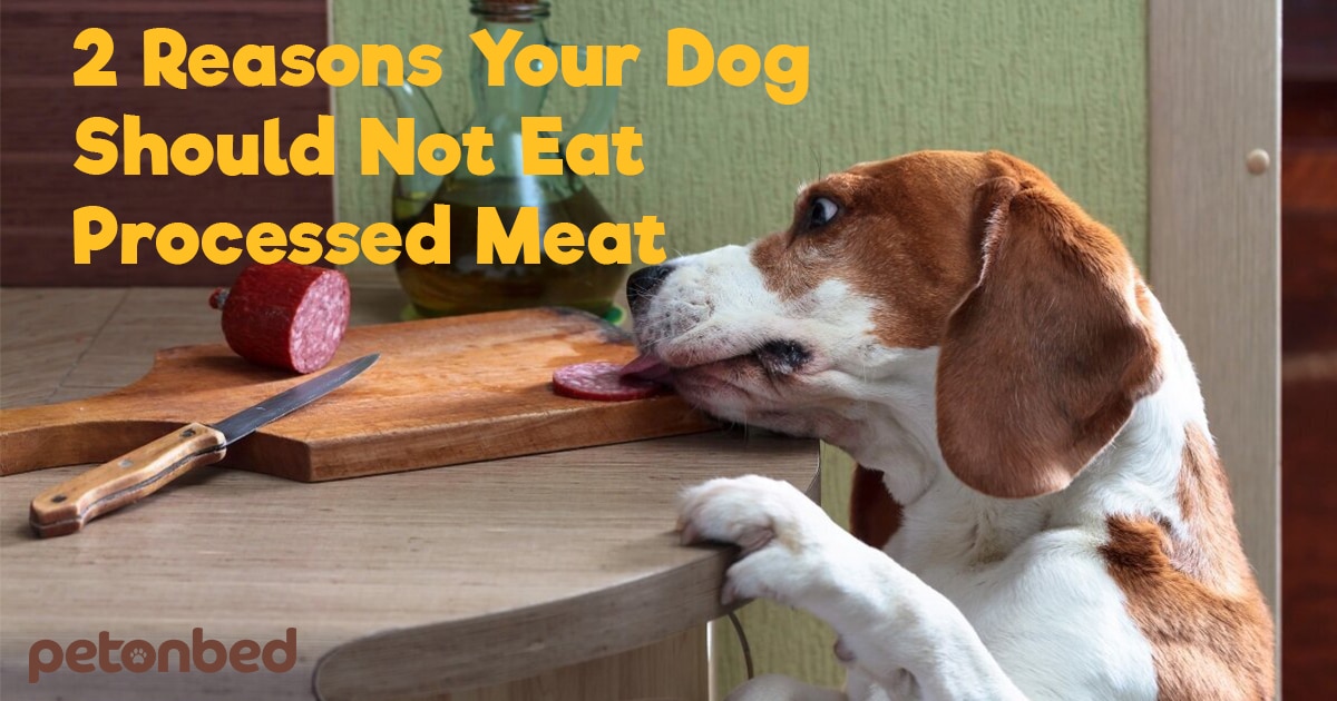 2 Reasons To Remove Processed Meat From Your Dog’s Diet