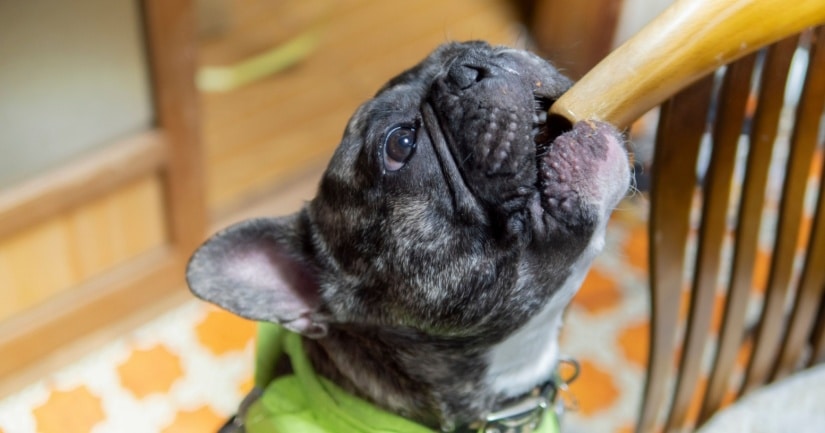 french bulldog chewing chair