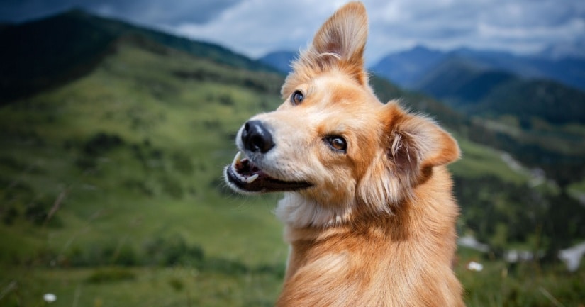 happy dog