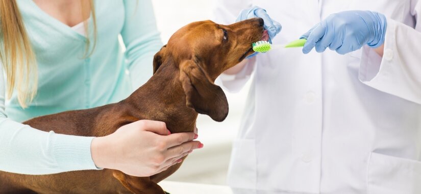 Vet Clean Puppy Teeth