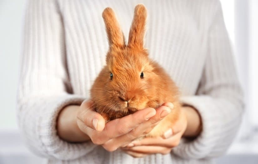 The Beginner’s Guide to Pet Rabbit Care