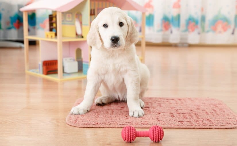 Golden retriever puppy