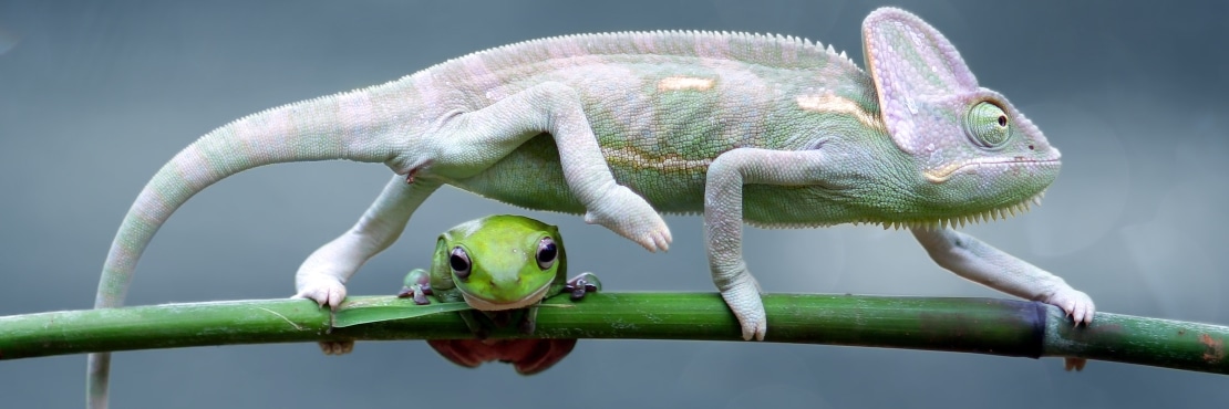 Chameleon