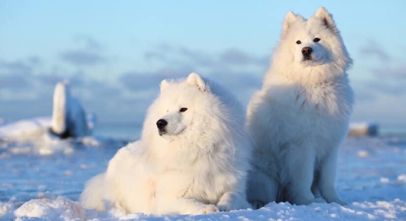 Two Samoyeds on Snow