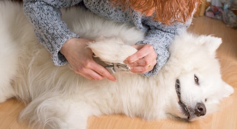 Samoyed Grooming