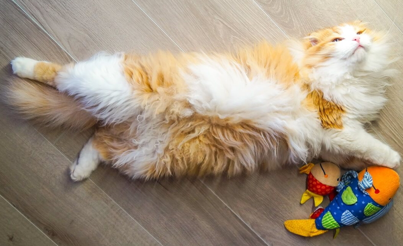 Scottish Fold playing with toys