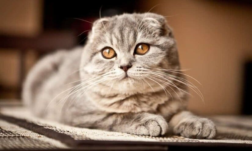 Scottish Fold