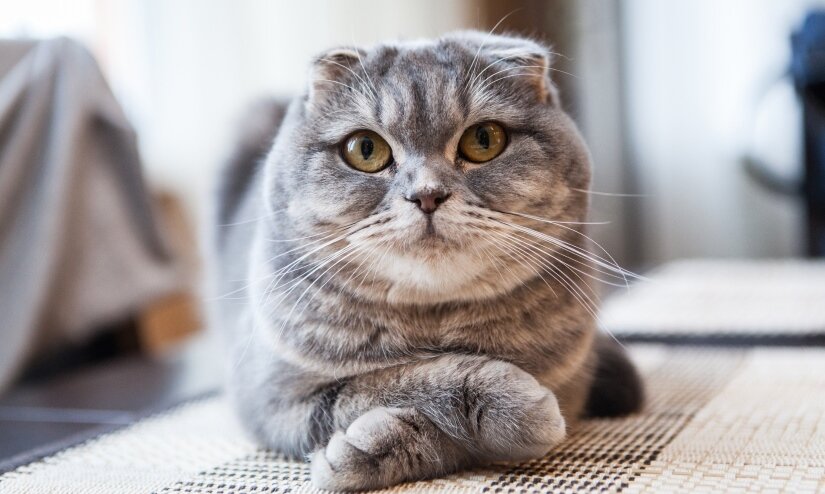 Scottish Fold Cat