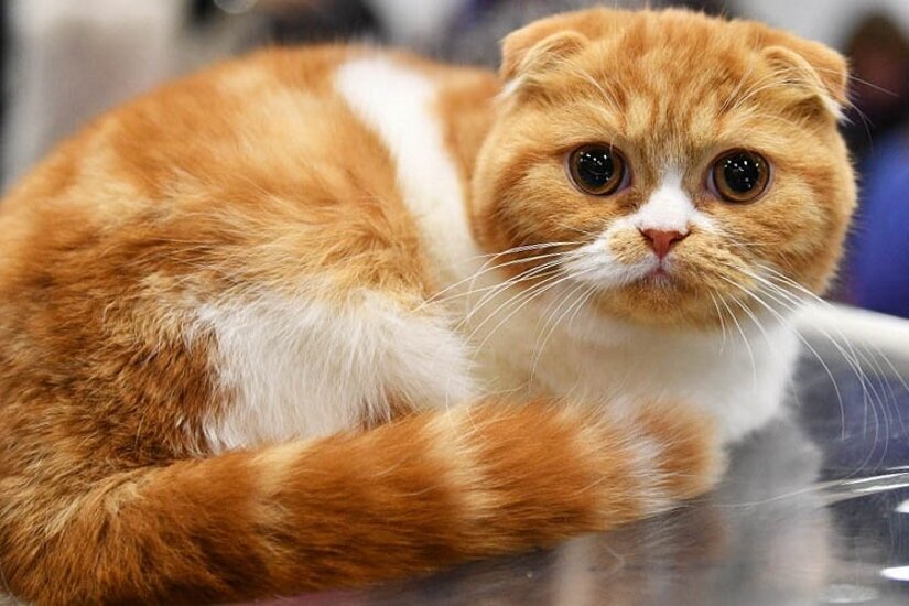 Scottish Fold Watch in camera