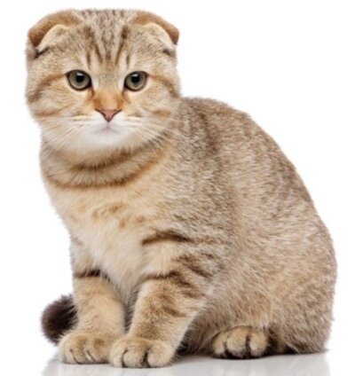 Scottish Fold