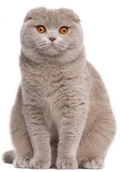 Scottish Fold Sit