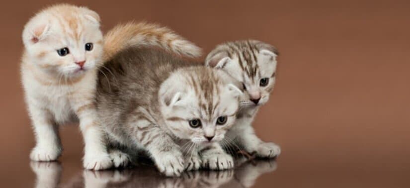 Scottish Fold kittens