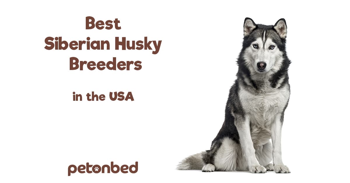 The Best Siberian Husky Breeders in the USA! (2023) Pet on Bed