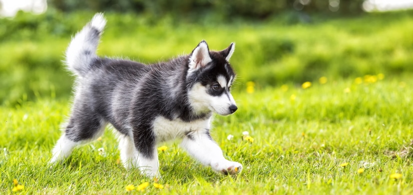 four husky puppies