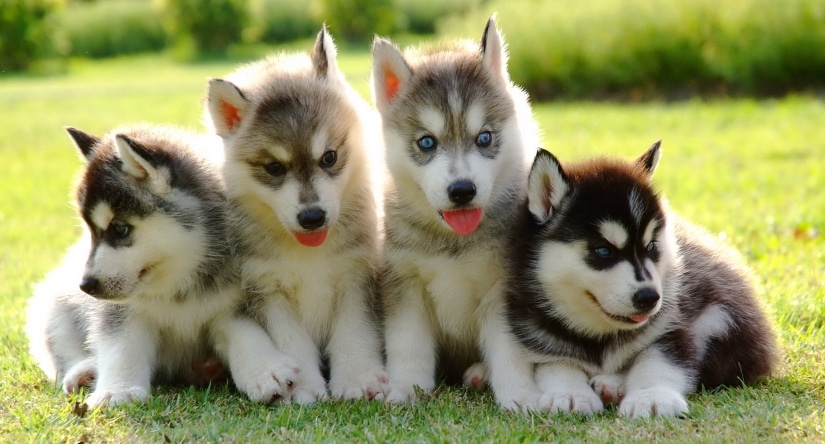 Puppy husky runs across the grass