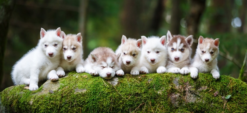 Troop of husky puppies in a forest