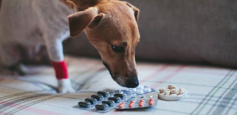 Dog and pills