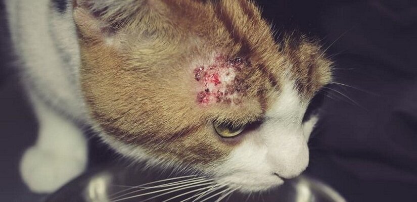 Allergic Dermatitis On Cat Skin