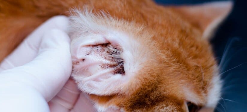 Ear Mites In Cat