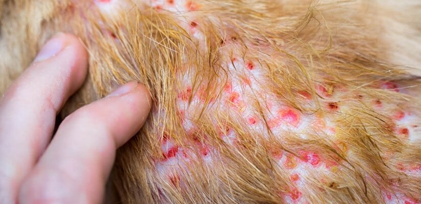 Allergic Dermatitis On Cat Skin