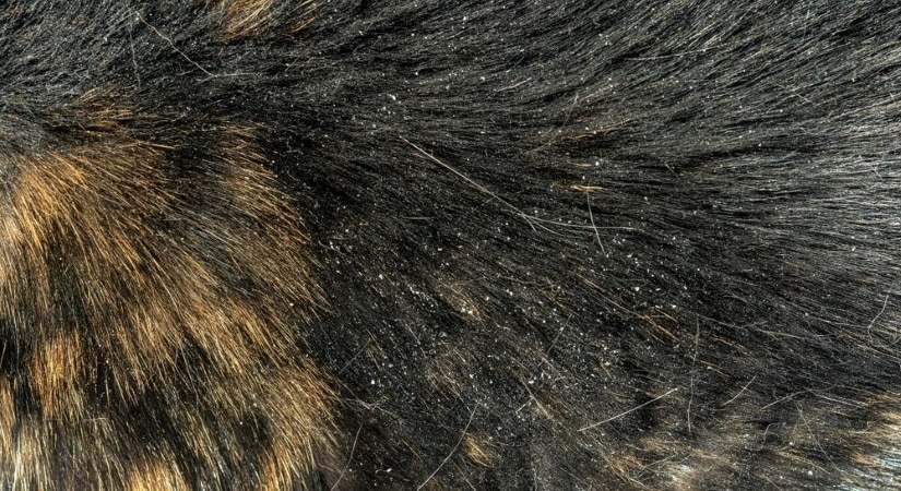 Walking Dandruff On Cat Skin