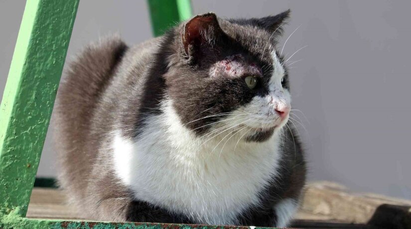 Homeless Cat With Skin Disorders