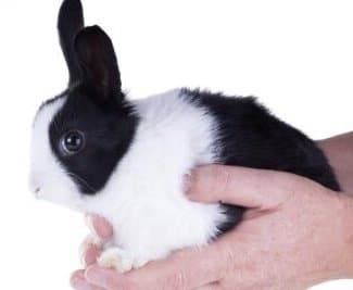 Dutch Rabbit