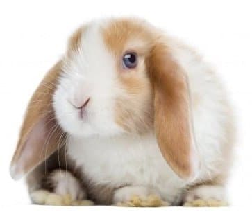 Mini Lop