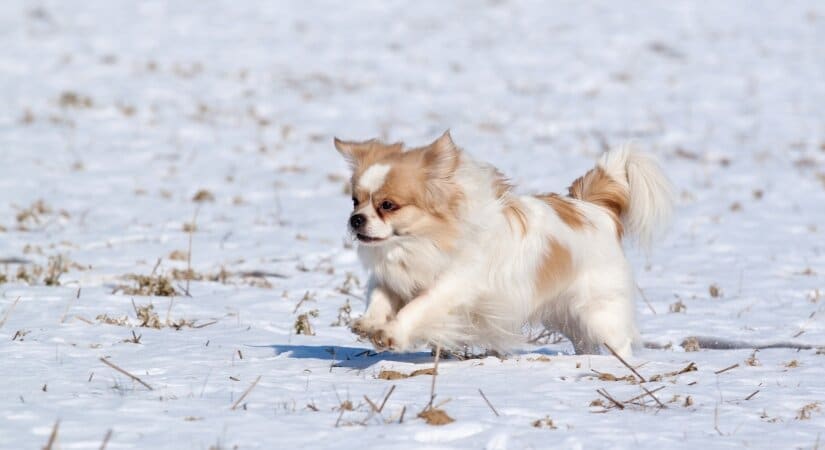 Tibetan Spaniel Run