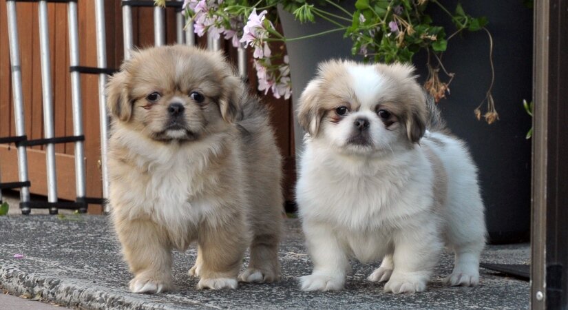 Tibetan Spaniel Puppy