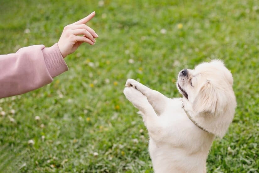 Tibetan Spaniel Training