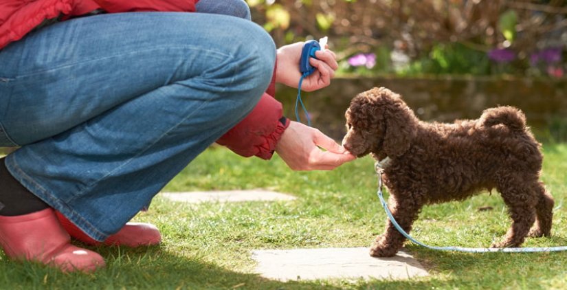 Puppy with treats