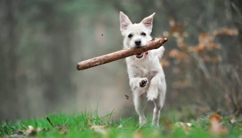 Puppy is Retrieving with stick