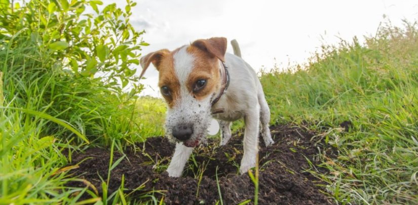 Puppy is digging