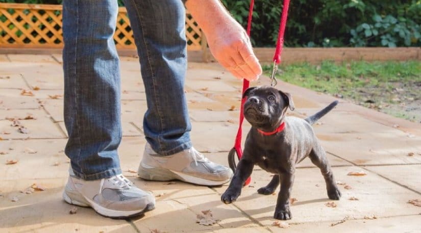 Puppy with treats