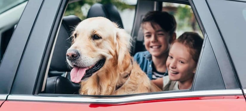 Traveling with dogs via car