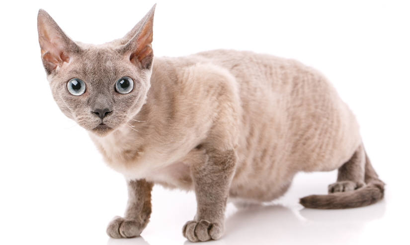 Devon Rex kitten