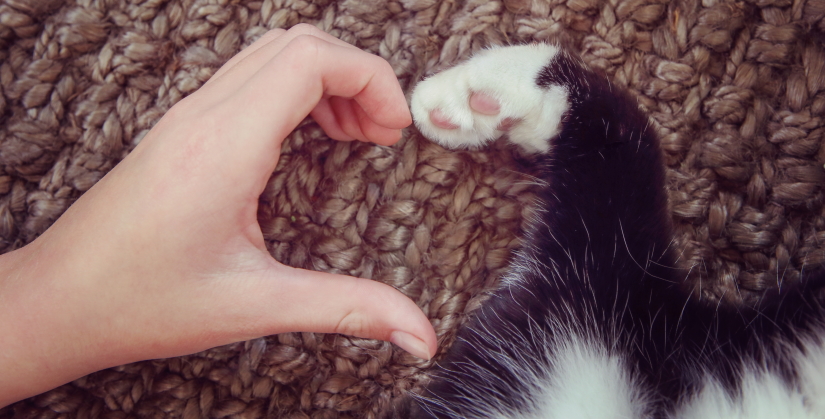 Owner's hand and a cat's paw making a heart shape