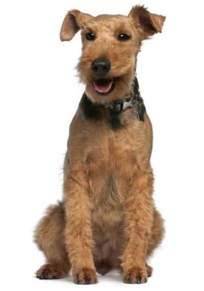 Welsh Terrier