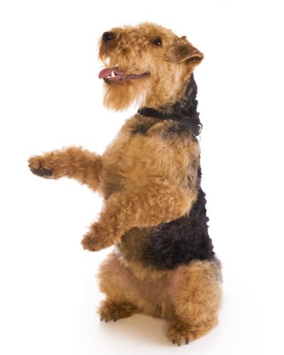 Terrier Exercise