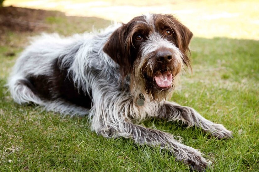 Wirehaired Pointing Griffon Lies