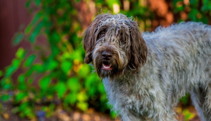 Wirehaired Pointing Griffon Stay