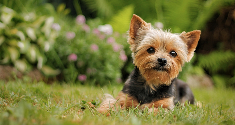 Yorkshire Terrier Lies