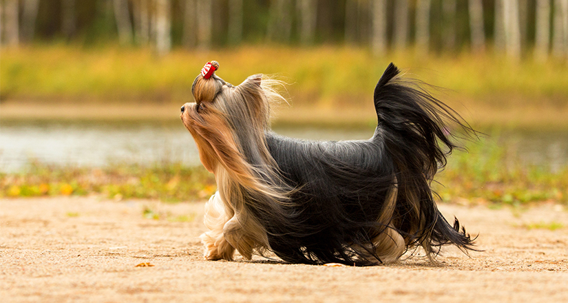 Yorkshire Terrier Walks