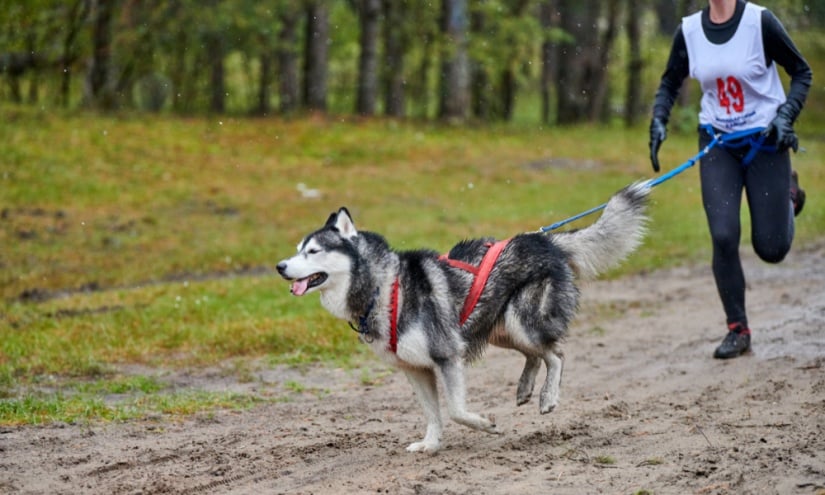 Malamute running