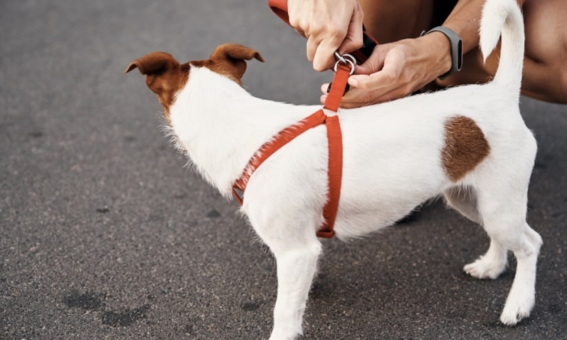 Attaching the dog to the leash