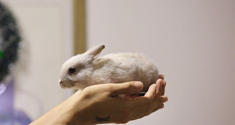 tiny rabbit