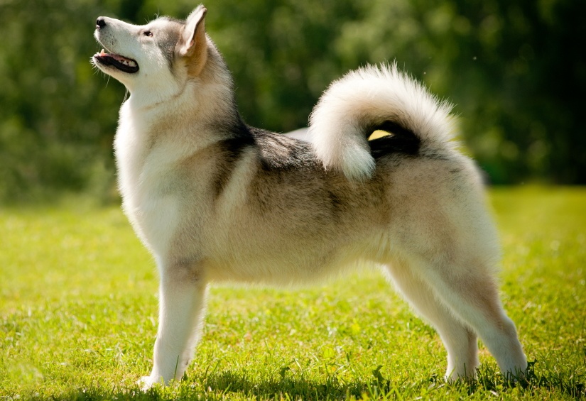 A happy dog posing for a photo