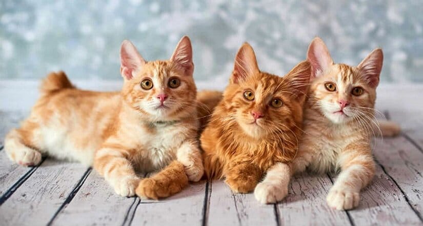 American Bobtail Kittens