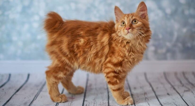 American Bobtail Kitten